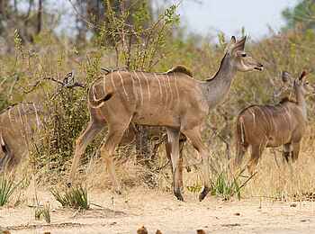Jabali Ridge Camp: Wen wittert das Kudu?