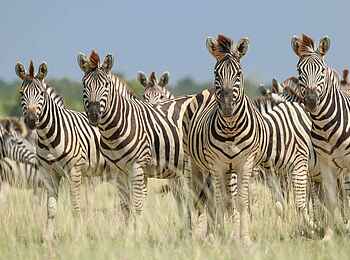 Jack´s Private Camp: Zebra Migration