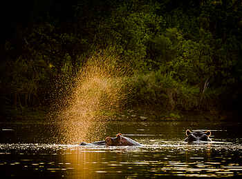Kambaku River Sands: Nilpferde im Wasser Kambaku River Sands: Nilpferde im Wasser