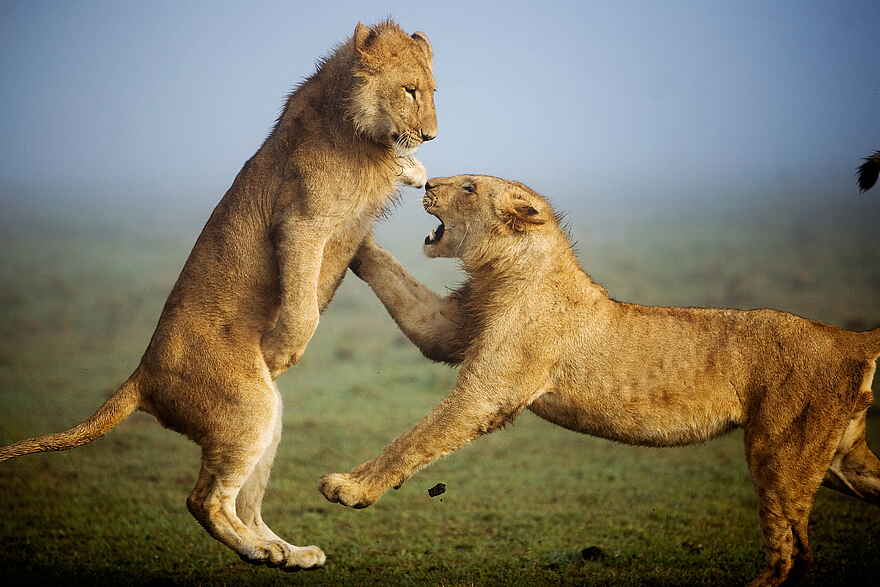 Karen Blixen Camp: Spielende Löwen Karen Blixen Camp: Spielende Löwen