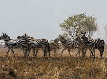 Kaskaz Mara Camp: Zebraherde