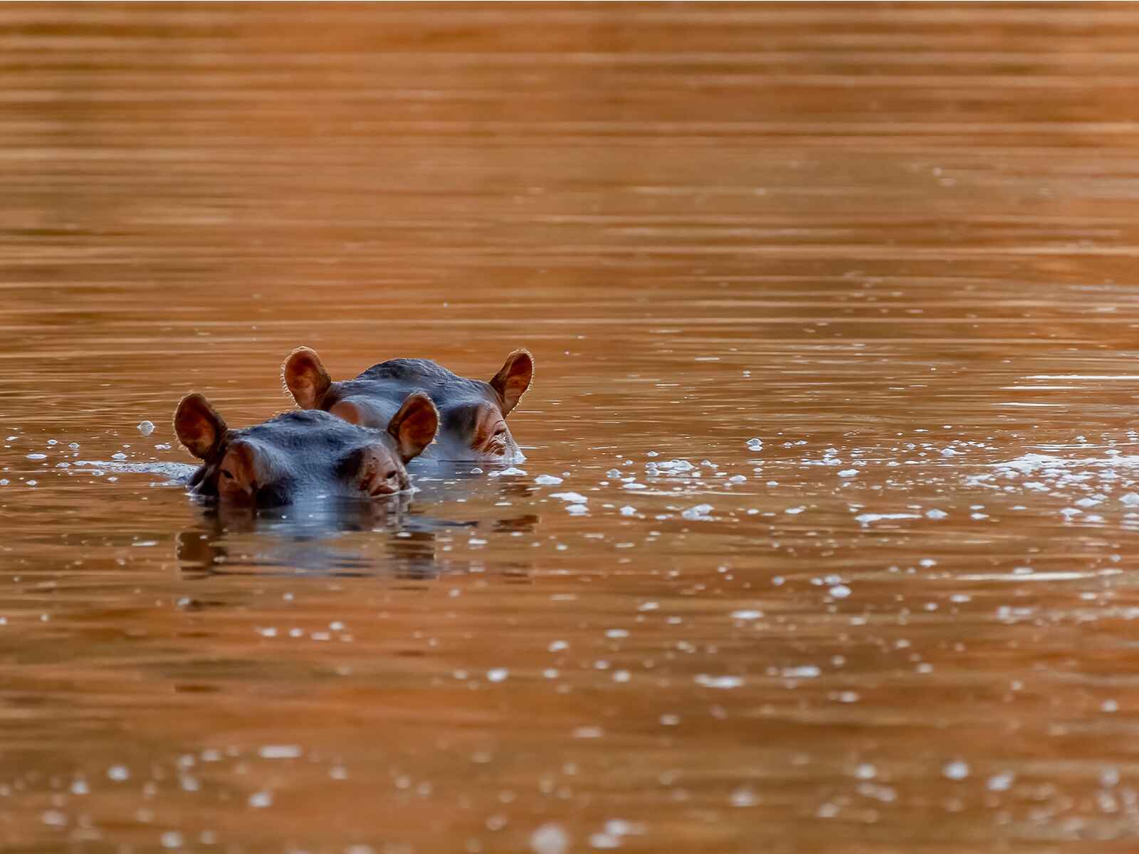 Laba Jongomero Camp: Nilpferde Laba Jongomero Camp: Nilpferde