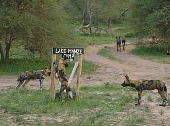 Lake Manze Camp: Lake Manze Wildhunde Lake Manze Camp: Lake Manze Wildhunde