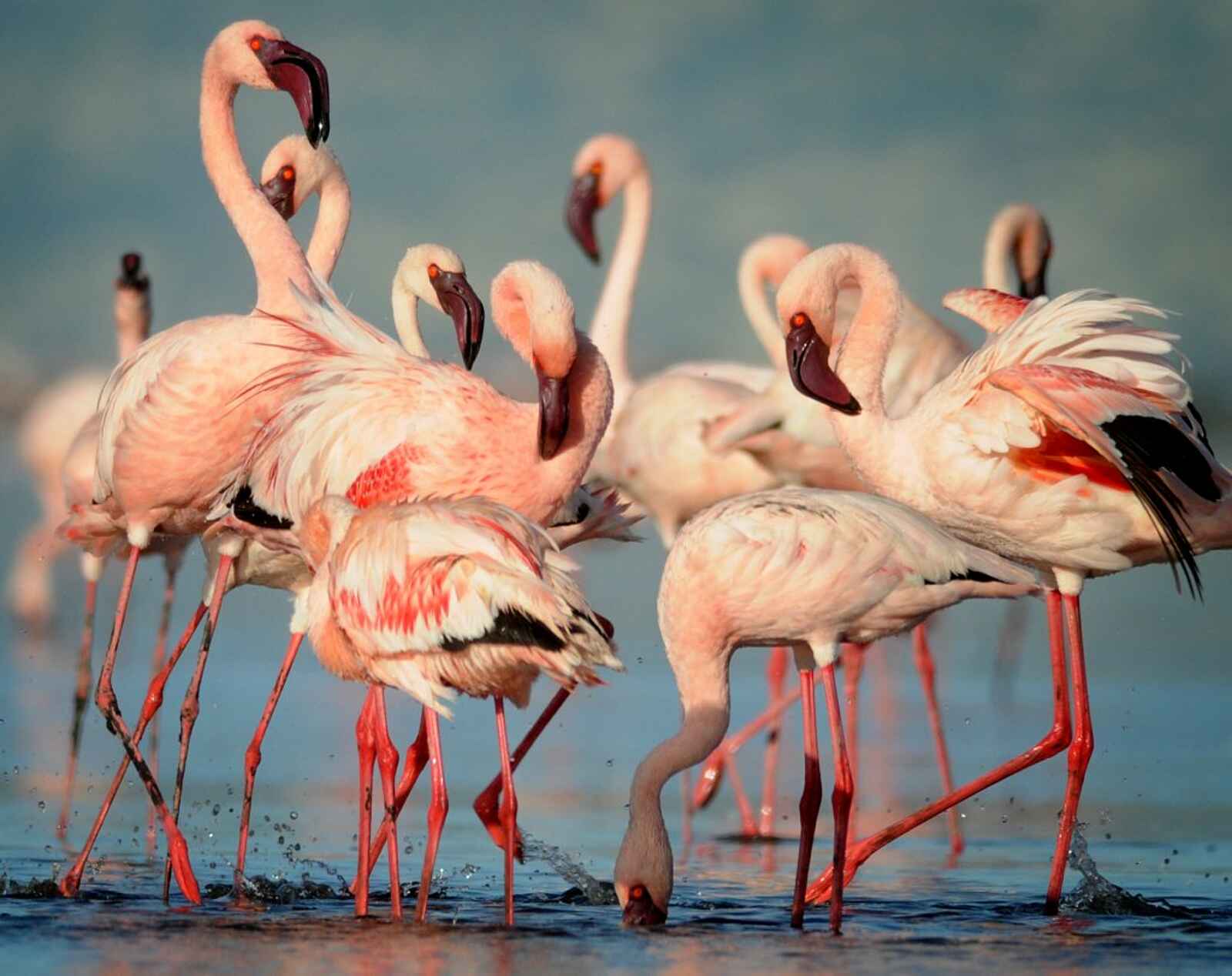 Lake Natron Camp: Flamingos am Natronsee Lake Natron Camp: Flamingos am Natronsee