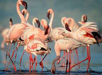 Lake Natron Camp: Flamingos am Natronsee