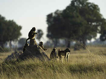 Linkwasha Camp: Affen auf Termitenhügel