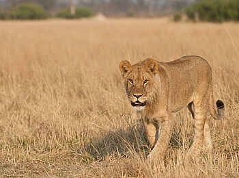 Linkwasha Camp: Löwin auf der Pirsch Linkwasha Camp: Löwin auf der Pirsch