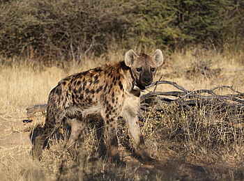 Okonjima Plains Camp: Hyäne mit Funkhalsband Okonjima Plains Camp: Hyäne mit Funkhalsband