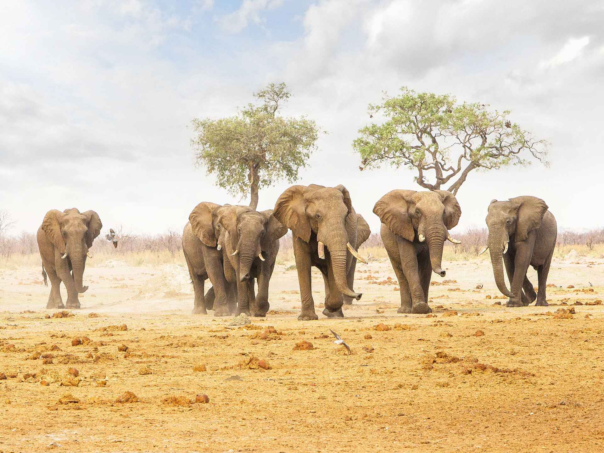 Savute Safari Lodge: Elefantenherde