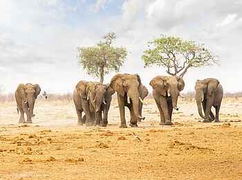 Savute Safari Lodge: Elefantenherde Savute Safari Lodge: Elefantenherde