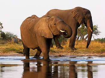 Selinda Explorers Camp: Zwei Elefanten