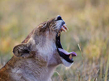 Shinde Lodge: Löwin