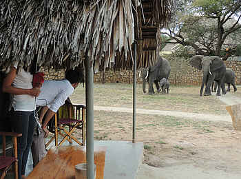Tarangire Safari Lodge: Stippvisite der Elefanten Tarangire Safari Lodge: Stippvisite der Elefanten