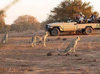 Tuli Safari Lodge Mashatu: Geparde