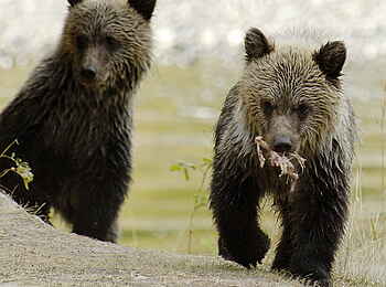 Tweedsmuir Park Lodge: Essenszeit für die Grizzlys