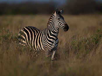 Ulusaba Rock Lodge: Zebra