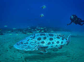 White Pearl Resorts: Taucher und Fische