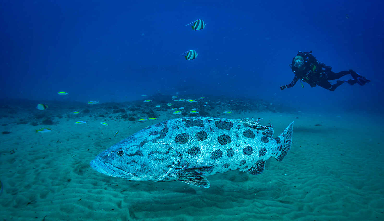 White Pearl Resorts: Taucher und Fische White Pearl Resorts: Taucher und Fische