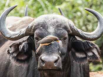 Zambezi Sands Luxury Tented Camp: Büffel