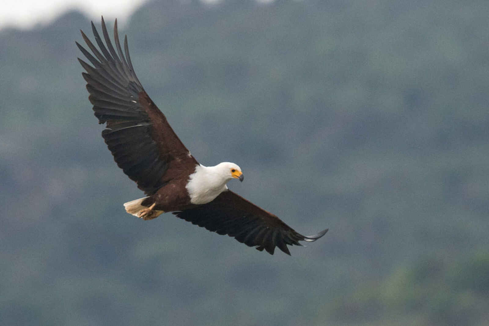 Akagera Game Lodge: Fischadler Akagera Game Lodge: Fischadler