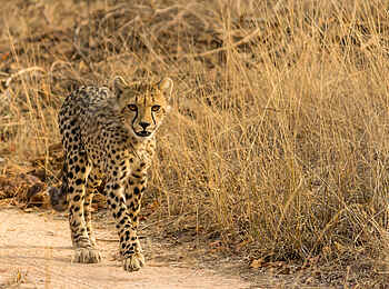 Cheetah Plains: Junger Gepard Cheetah Plains: Junger Gepard