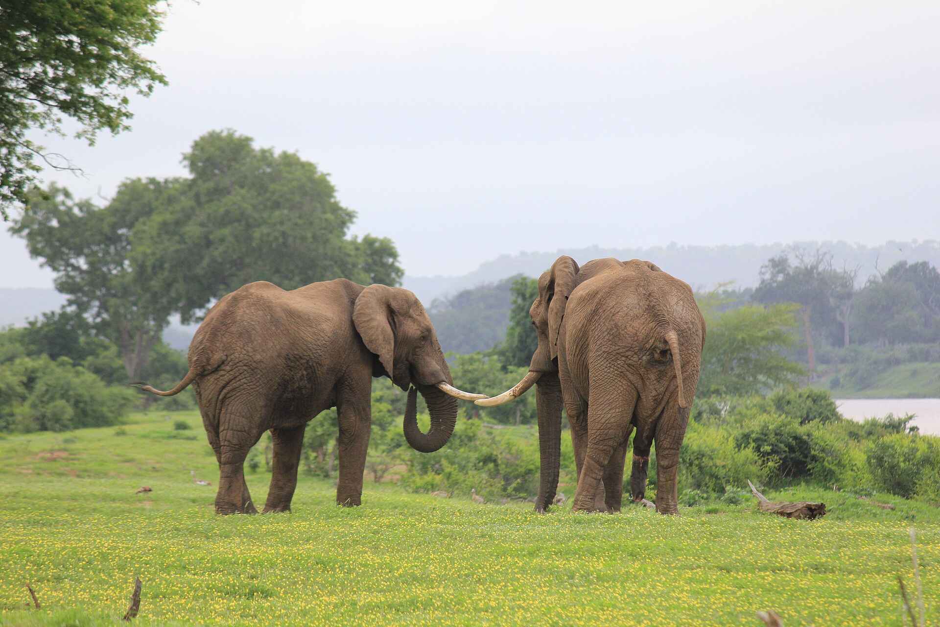 Chilo Ivory Trail Adventure: Mächtige Elefantenbullen Chilo Ivory Trail Adventure: Mächtige Elefantenbullen