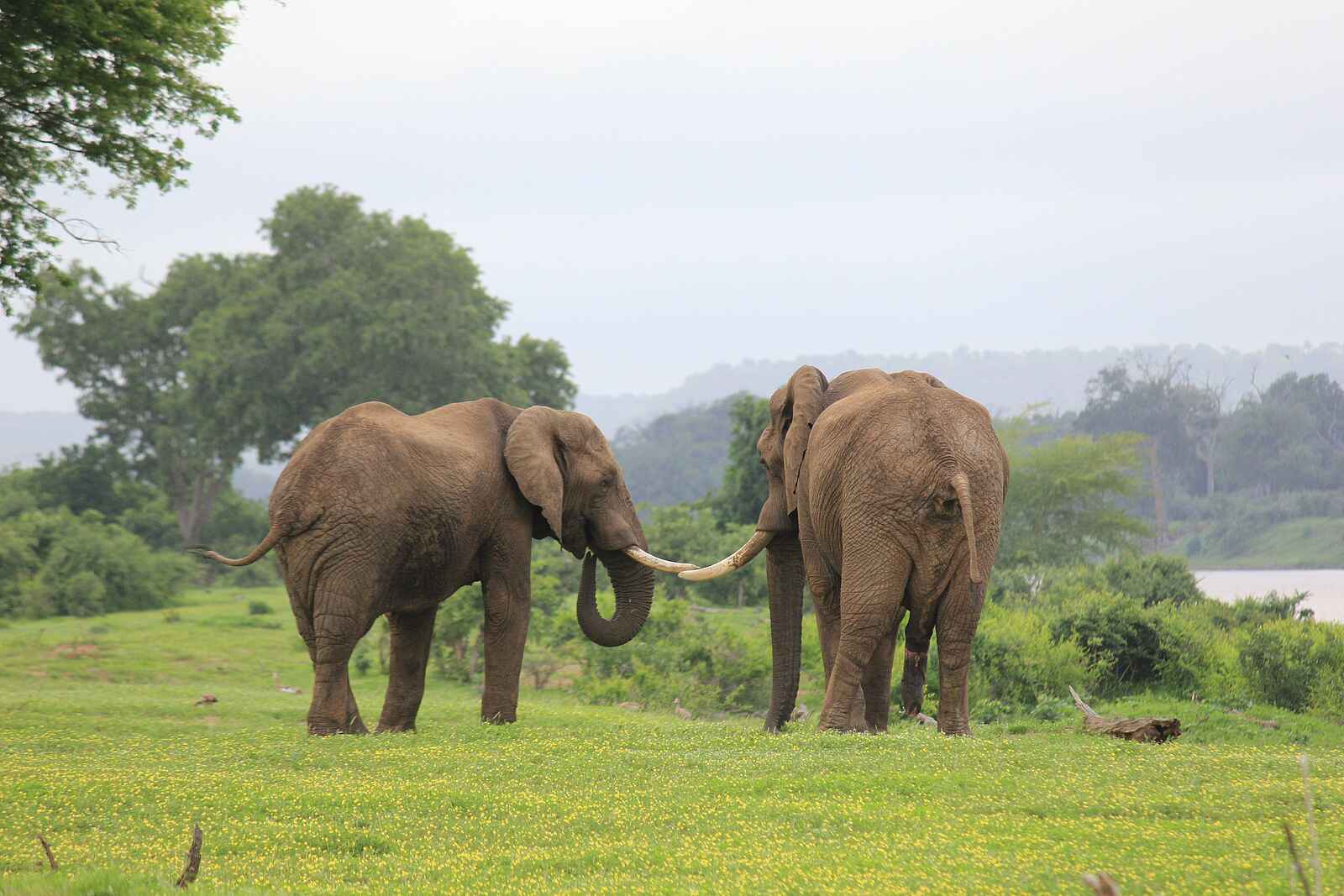 Chilo Ivory Trail Adventure: Mächtige Elefantenbullen Chilo Ivory Trail Adventure: Mächtige Elefantenbullen