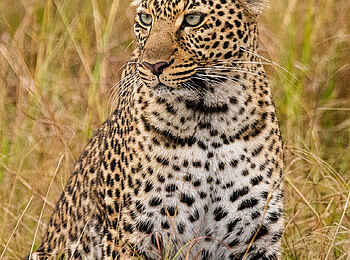 Entim Masai Mara: Sitzender Leopard
