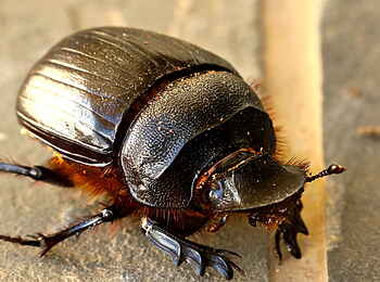 Founders Lodge by Mantis: Dung Beatle Founders Lodge by Mantis: Dung Beatle