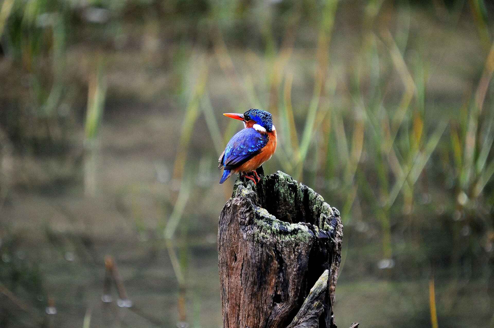 Kariega River Lodge: Birding am Fluss