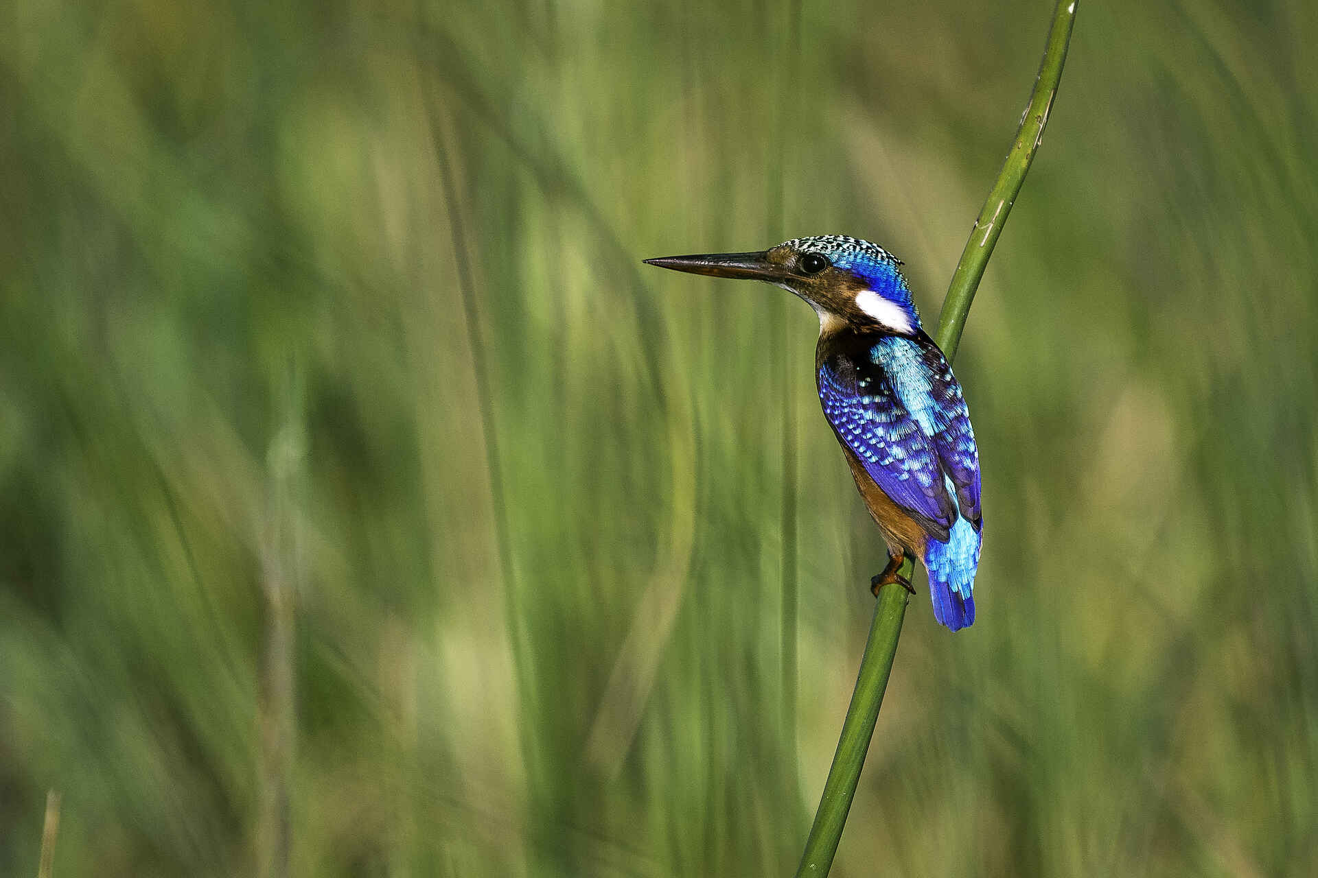 Kuthengo Camp: Half-collared Kingfisher