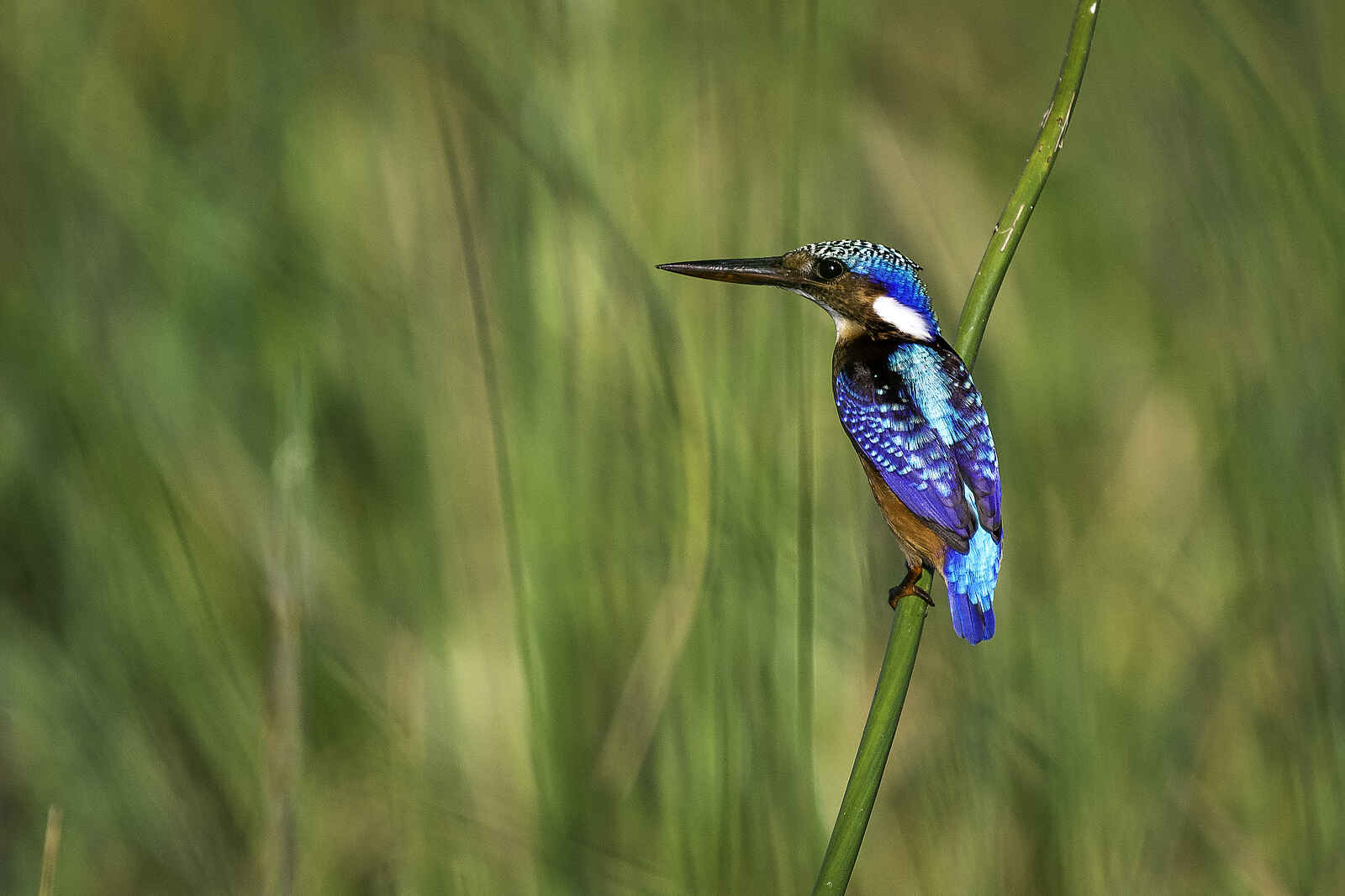 Kuthengo Camp: Half-collared Kingfisher Kuthengo Camp: Half-collared Kingfisher