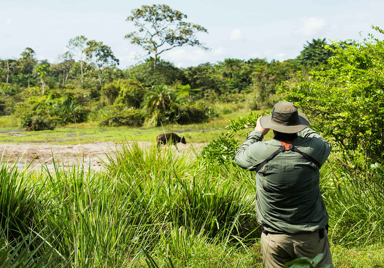 Lango Camp: Ein Wasserbüffel aus der Nähe Lango Camp: Ein Wasserbüffel aus der Nähe