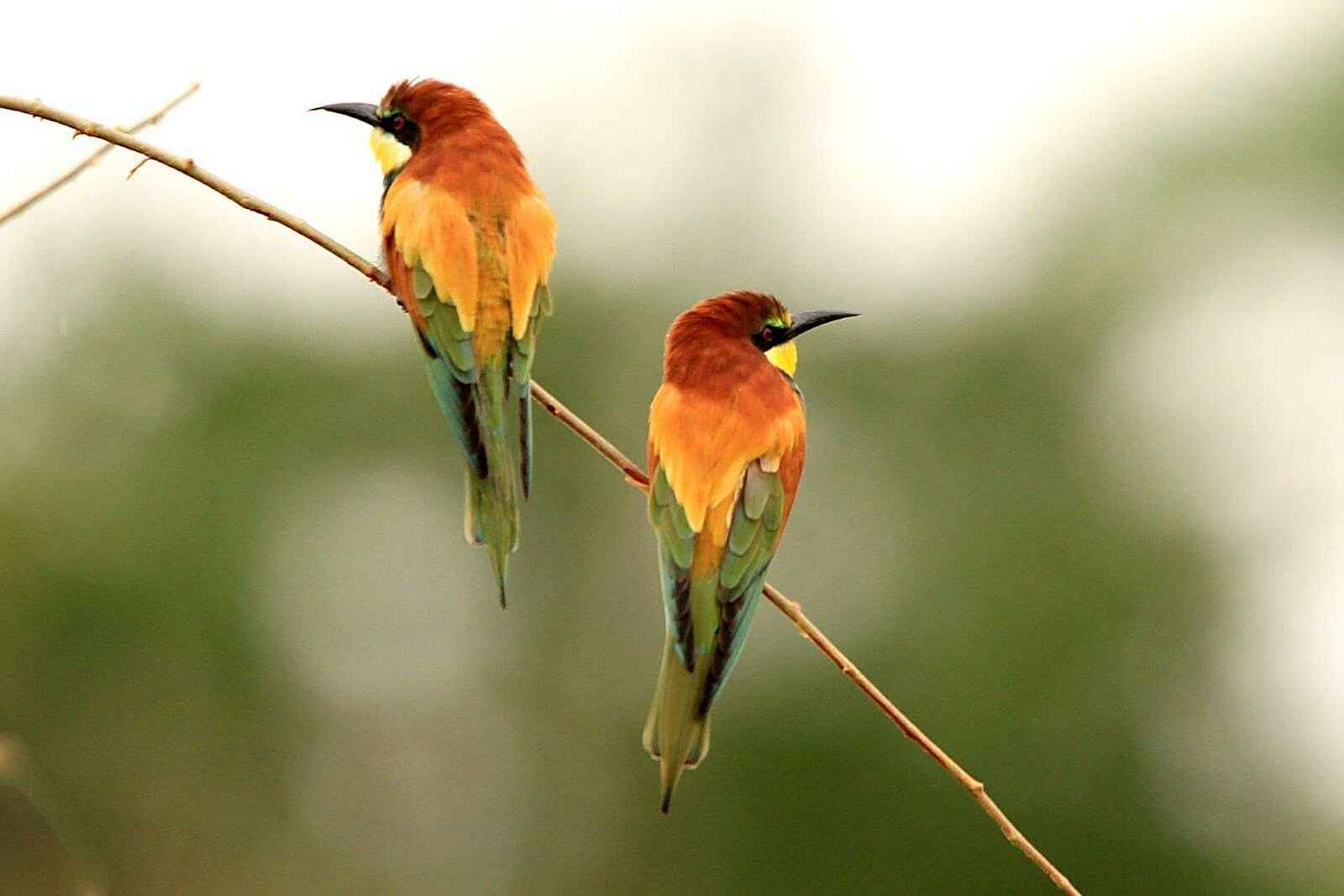 Legendary Mwiba Lodge: European Bee-Eaters Legendary Mwiba Lodge: European Bee-Eaters
