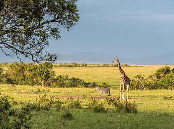 Losokwan Camp: Giraffe und Zebra