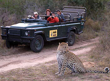 MalaMala Rattrays Camp: Leopard beim Game Drive MalaMala Rattrays Camp: Leopard beim Game Drive