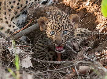 Mashatu Game Reserve: Blauäugiges Leopardenbaby