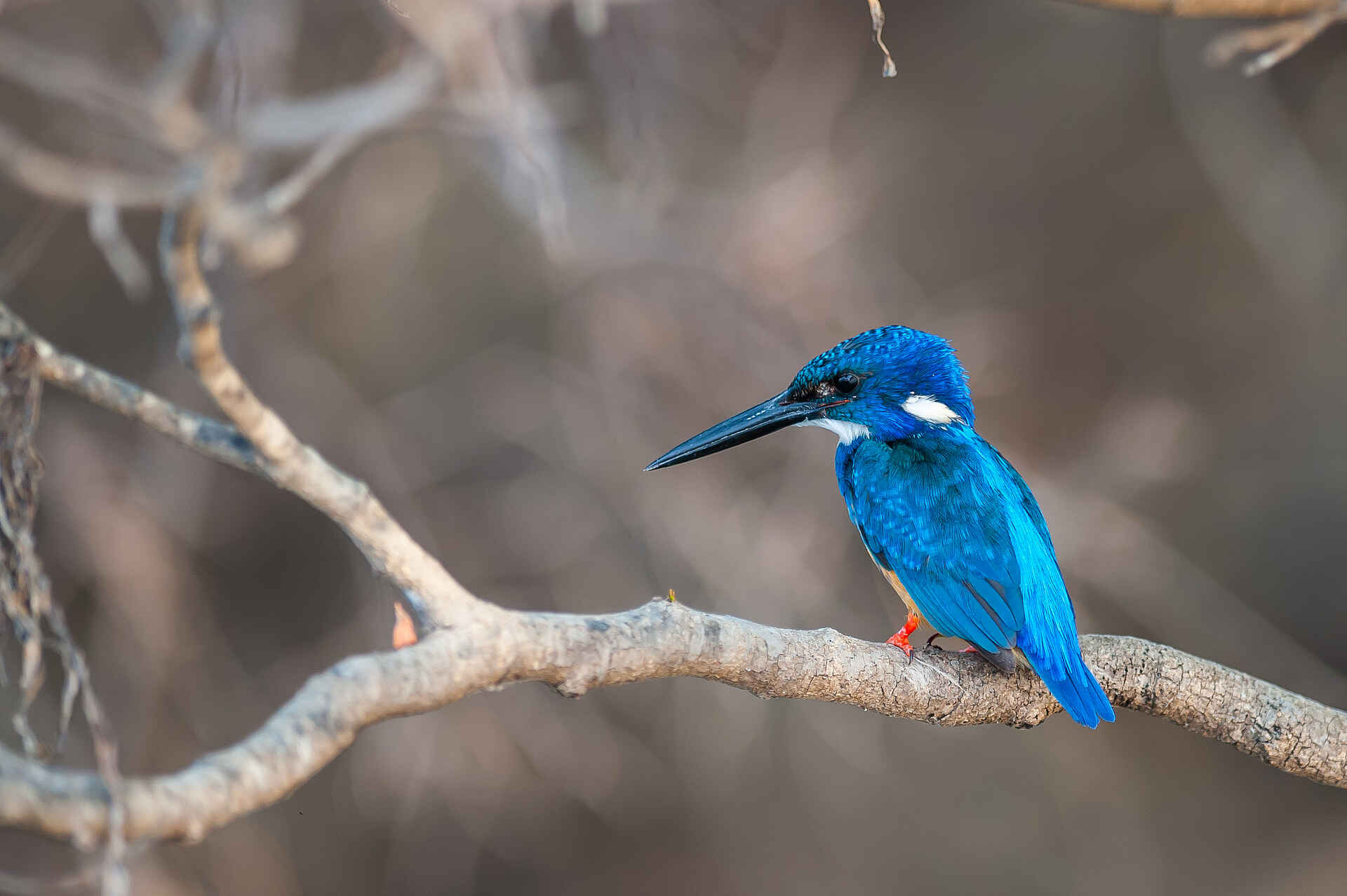 Ntemwa Busanga Bushcamp: Half-collared Kingfisher