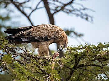 Ol Seki Hemingways Mara: Adler mit seiner Beute