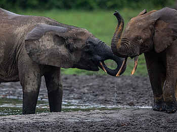 Sangha Lodge: Elefanten beim Schlammbad Sangha Lodge: Elefanten beim Schlammbad