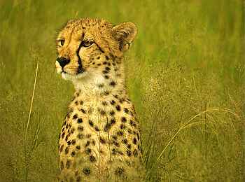 Somalisa Camp: Ein Gepard Somalisa Camp: Ein Gepard