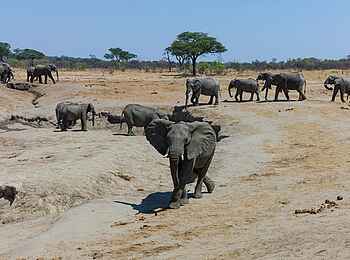 Verney's Camp: Elefantengruppe