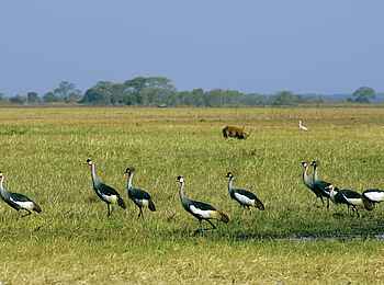Busanga Bush Camp: Kronenkraniche Busanga Bush Camp: Kronenkraniche