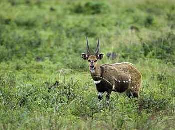 Chelinda Lodge: Männlicher Buschbock