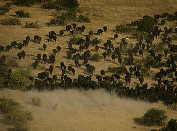 Duba Plains Camp: Ein Angriff hat begonnen