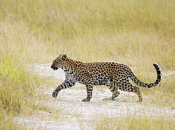 Duke´s Camp: Leopard