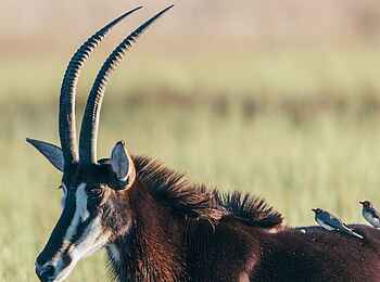 Duke´s Camp: Säbelantilope