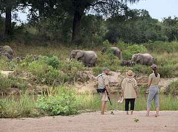 Dulini River Lodge: Walking Safari