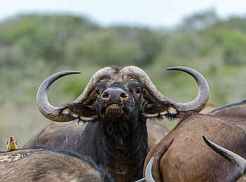 Ecca Lodge: Büffel Ecca Lodge: Büffel