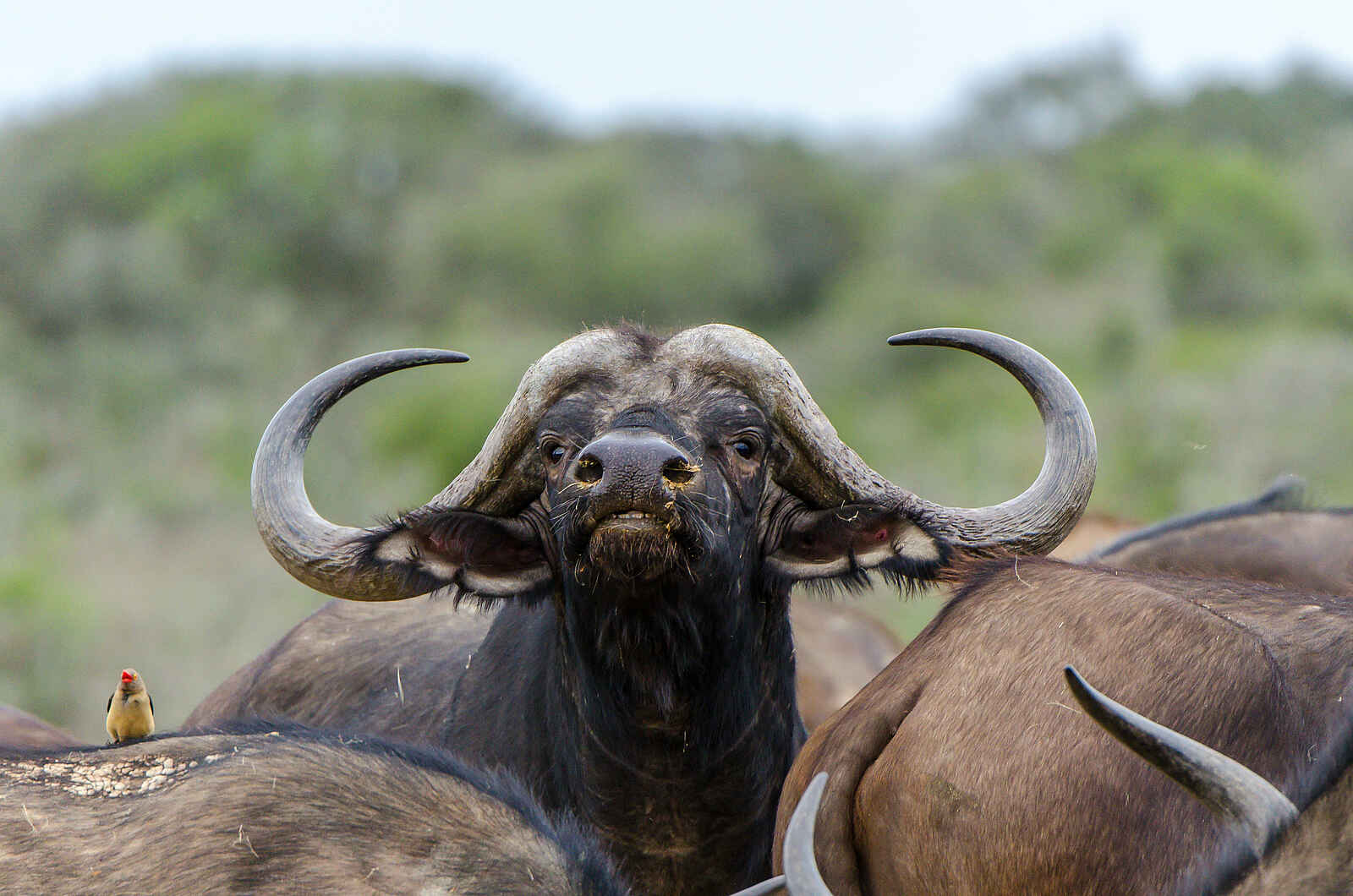 Ecca Lodge: Büffel Ecca Lodge: Büffel